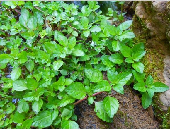 野生歐薄荷精油  單方精油批發