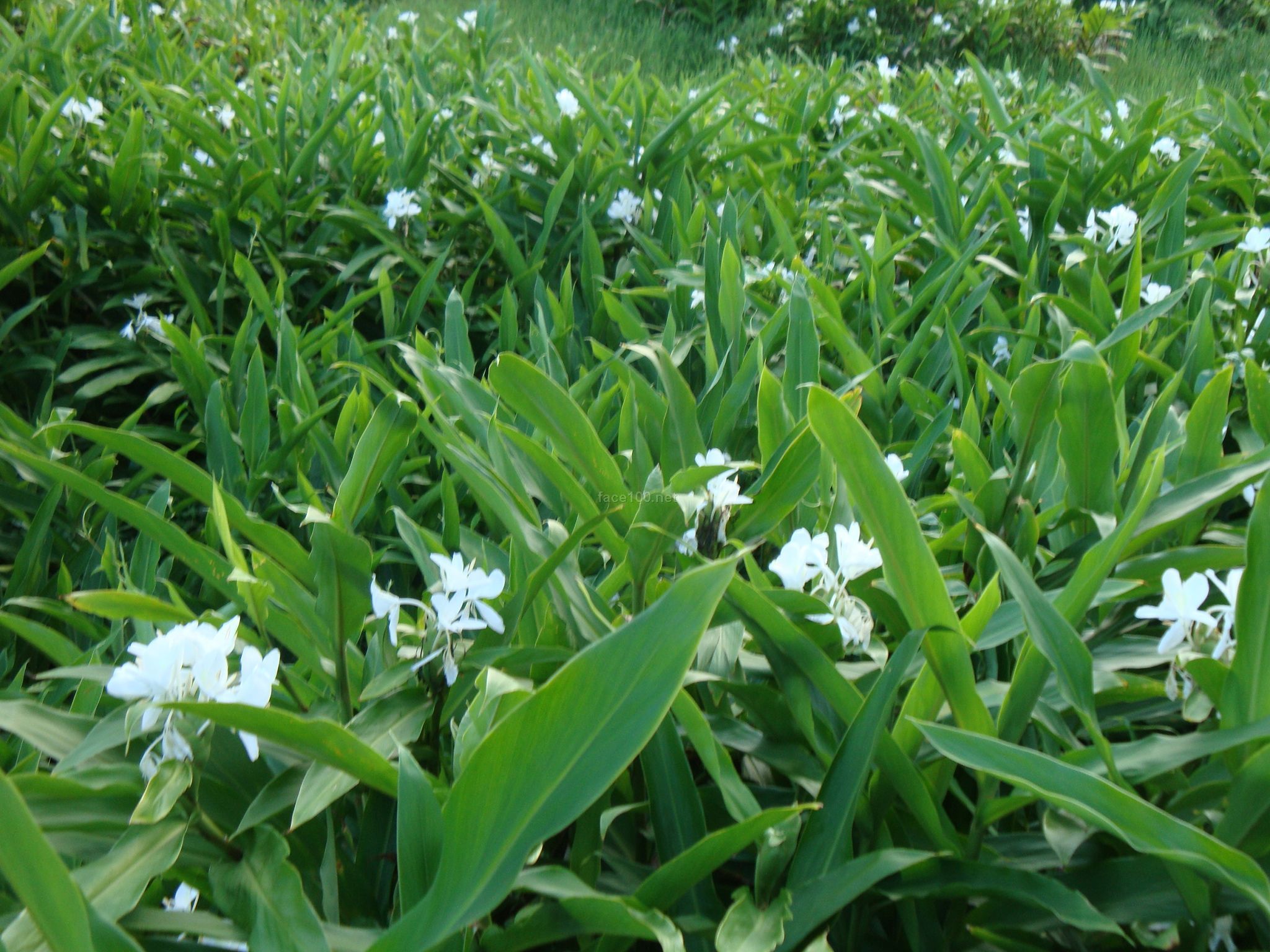 野姜花單方精油  單方精油批發